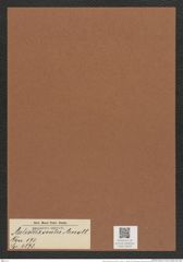 Auliscus ovalis Arnott. (de-Toni-Nr.: Genus 171, Species 4373) Zeichnungen Sammlung Grunow Mappe 04324 (Herbarium_W_Grunow_drawings_Folder_04324)